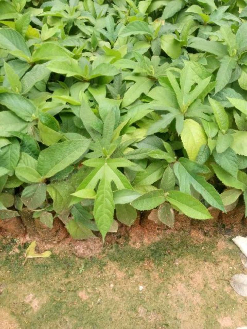 五指毛桃种苗高产正品优质自家种植正品果苗量大价优