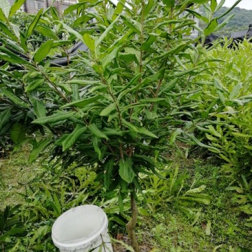 澳洲坚果苗，货源充足，量大价优欢迎咨询