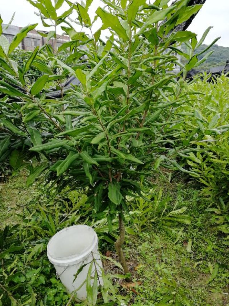 澳洲坚果苗，货源充足，量大价优欢迎咨询