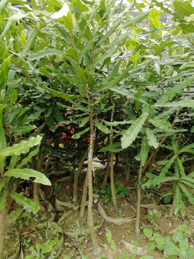 澳洲坚果苗，货源充足，量大价优欢迎咨询