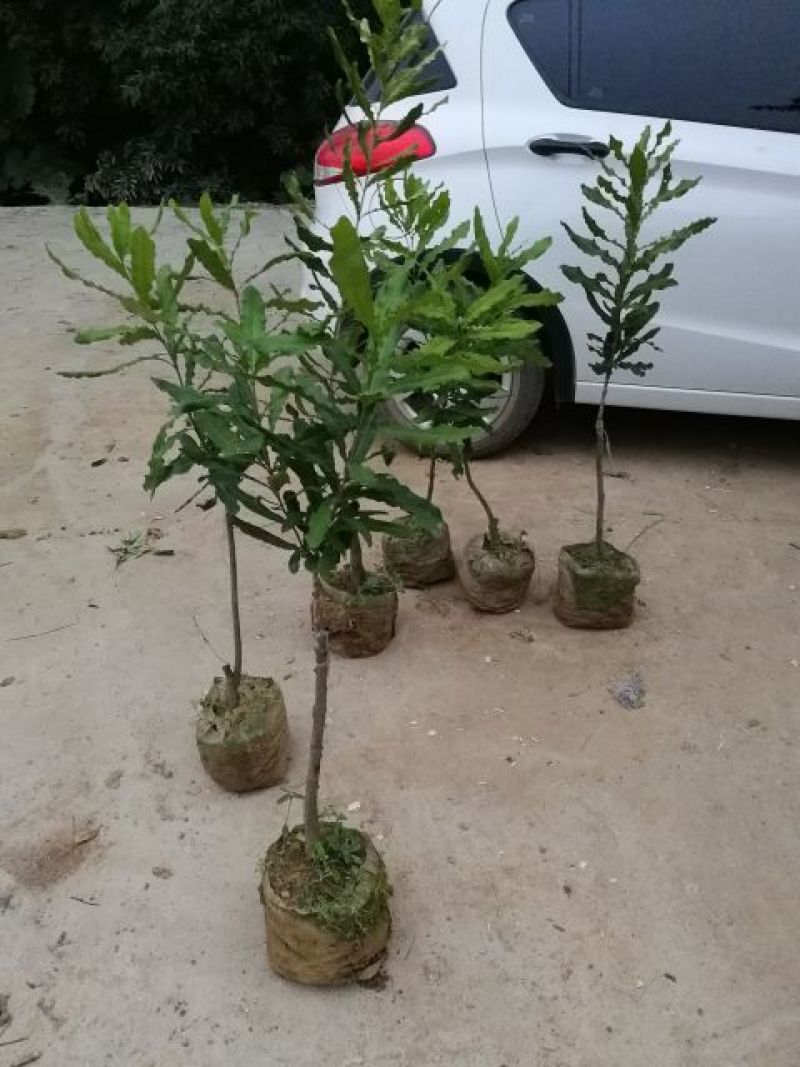 澳洲坚果苗，货源充足，量大价优欢迎咨询
