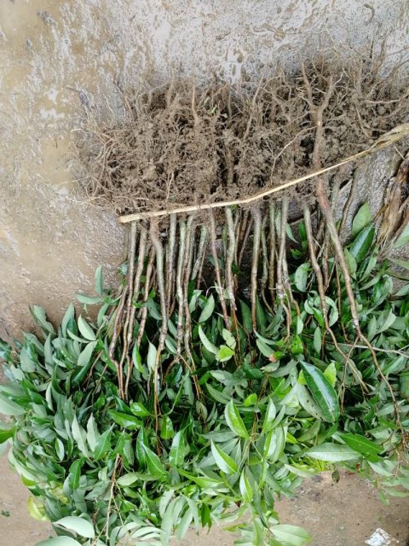 白糖罂果苗50~80cm