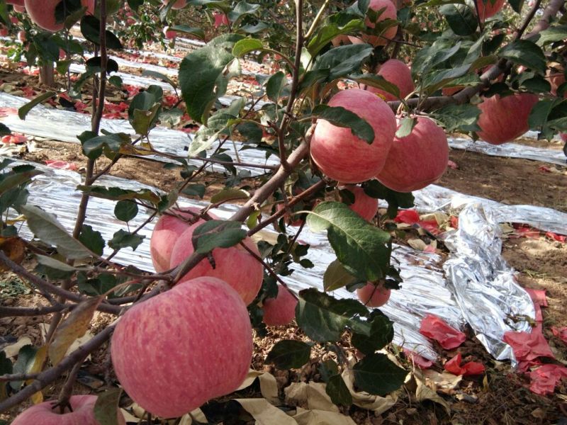 洛川苹果70mm以上纸袋