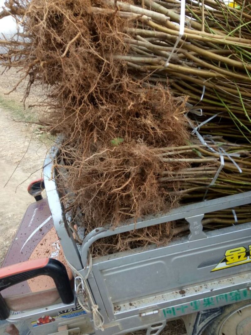 桃树苗子品种齐全，保质保量，欢迎采购。保成活率。