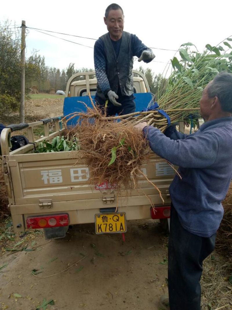 桃树苗子品种齐全，保质保量，欢迎采购。保成活率。