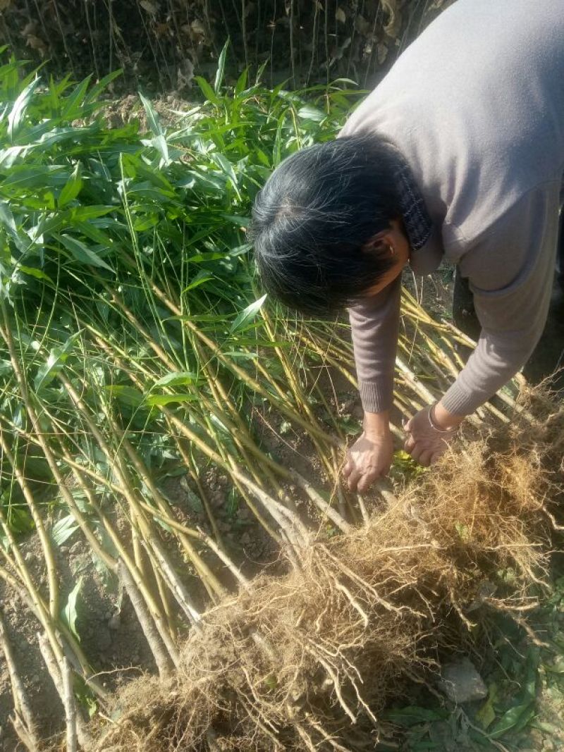 桃树苗子品种齐全，保质保量，欢迎采购。保成活率。