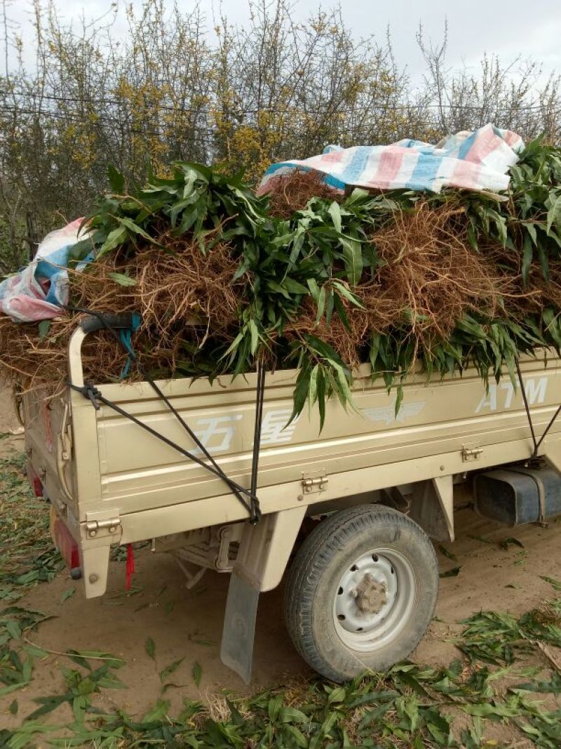 黄金蜜桃树苗子，，价格优惠。保质保量，品种齐全，油桃。