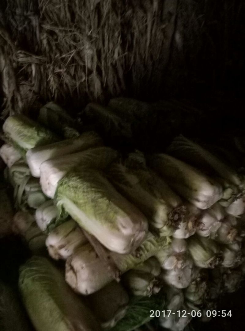 北京新三号白菜净菜4~6斤