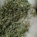 推荐蒲公英种子颗粒饱满，纯新货，质量杠杠滴
