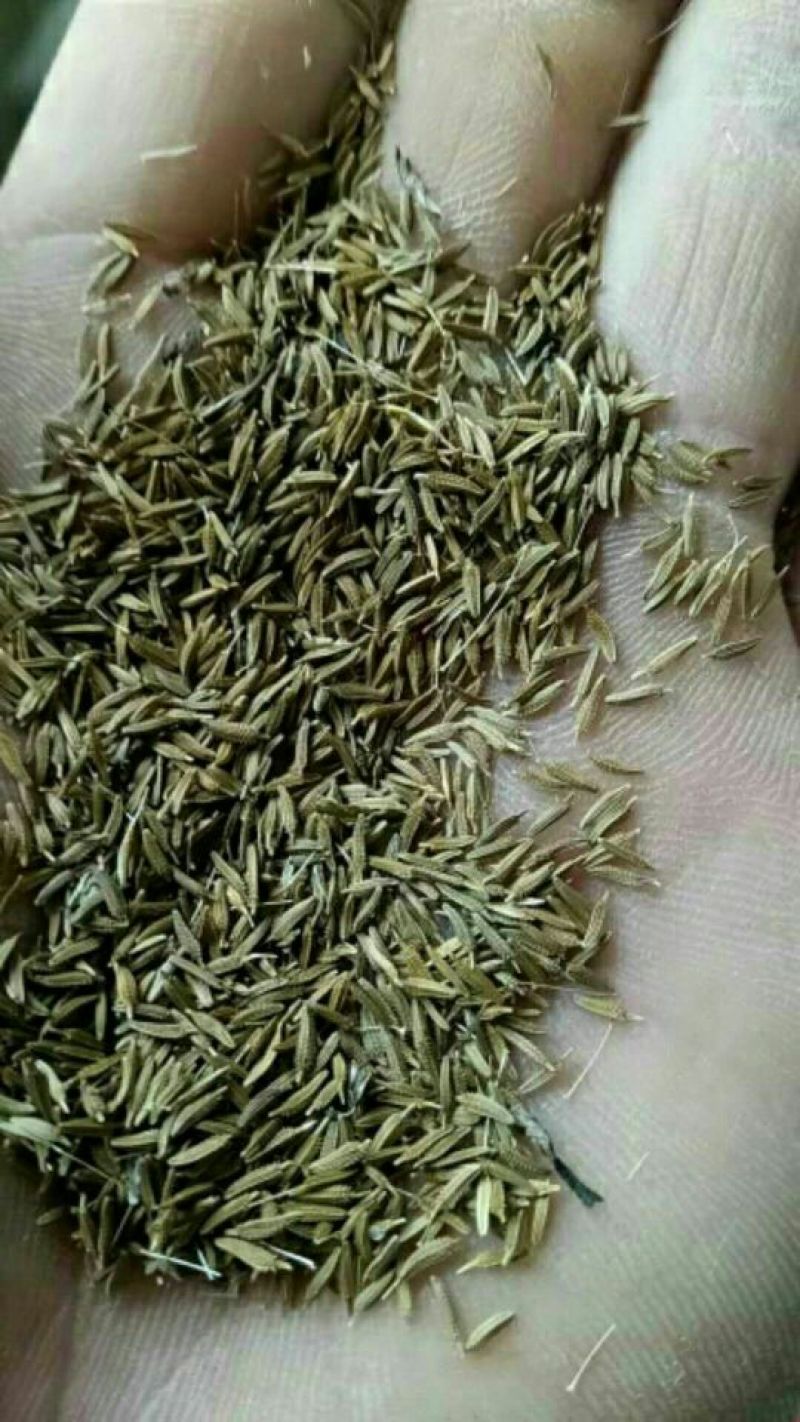 推荐蒲公英种子颗粒饱满，纯新货，质量杠杠滴