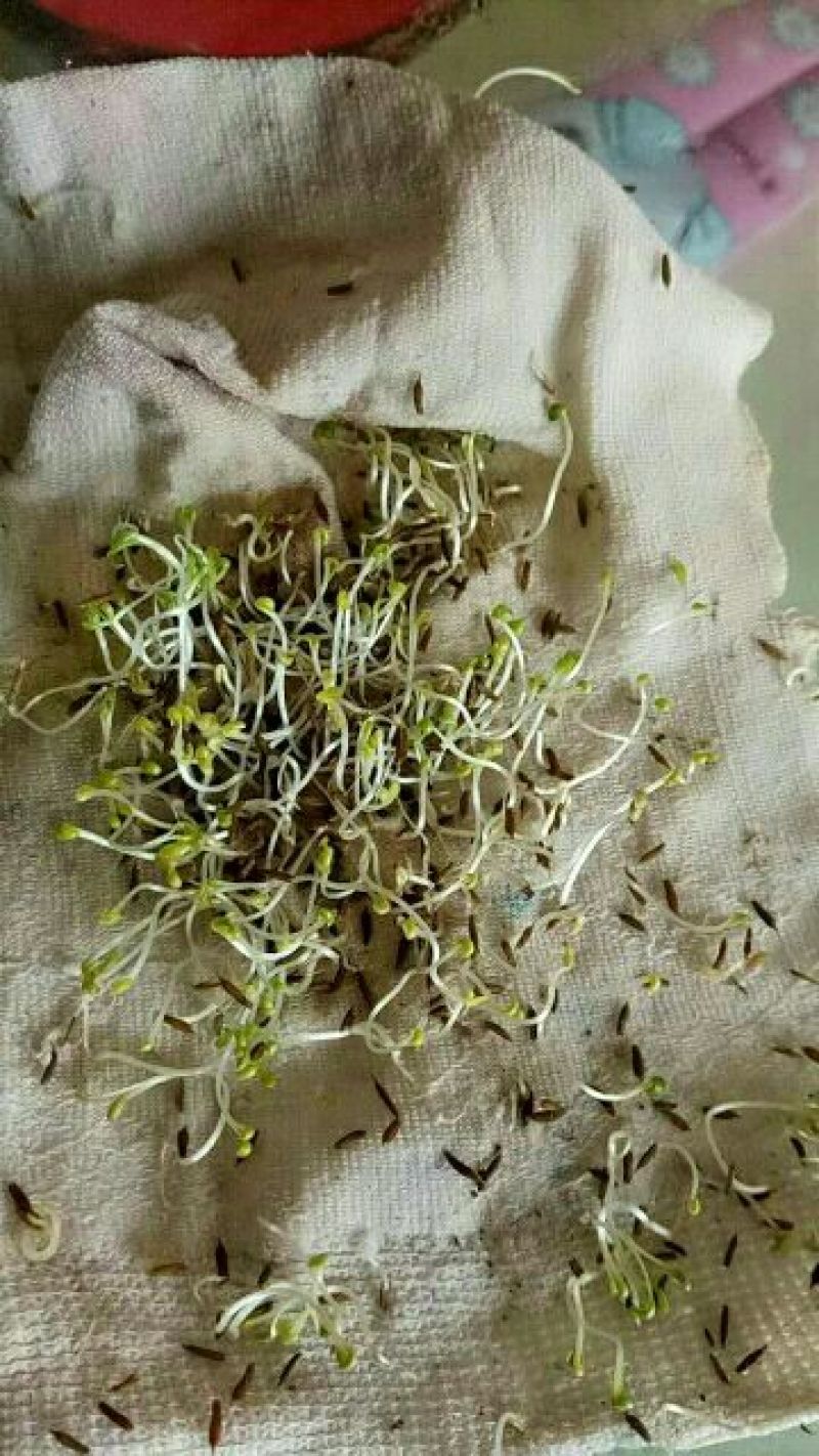 推荐蒲公英种子颗粒饱满，纯新货，质量杠杠滴