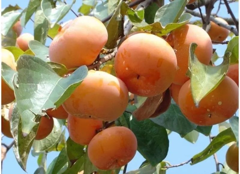柿子树苗50~80cm货源充足量大价优