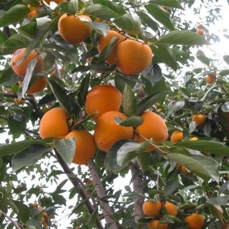 柿子树苗50~80cm货源充足量大价优