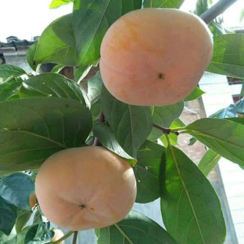 柿子树苗50~80cm货源充足量大价优