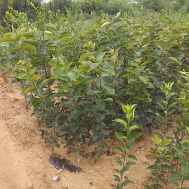 柿子树苗50~80cm货源充足量大价优
