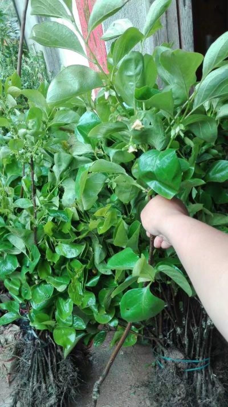 柿子树苗50~80cm货源充足量大价优