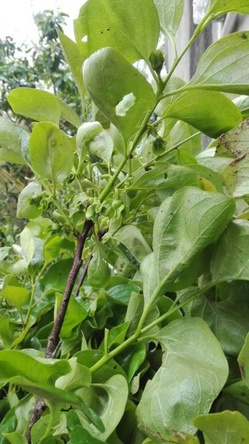 柿子树苗50~80cm货源充足量大价优