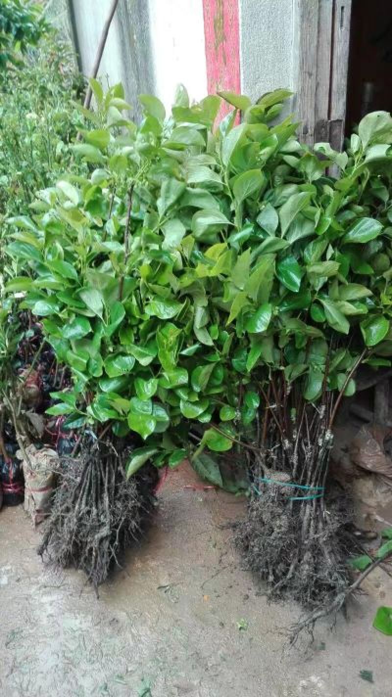 柿子树苗50~80cm货源充足量大价优