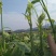 龙须菜佛手瓜苗