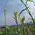 龙须菜佛手瓜苗