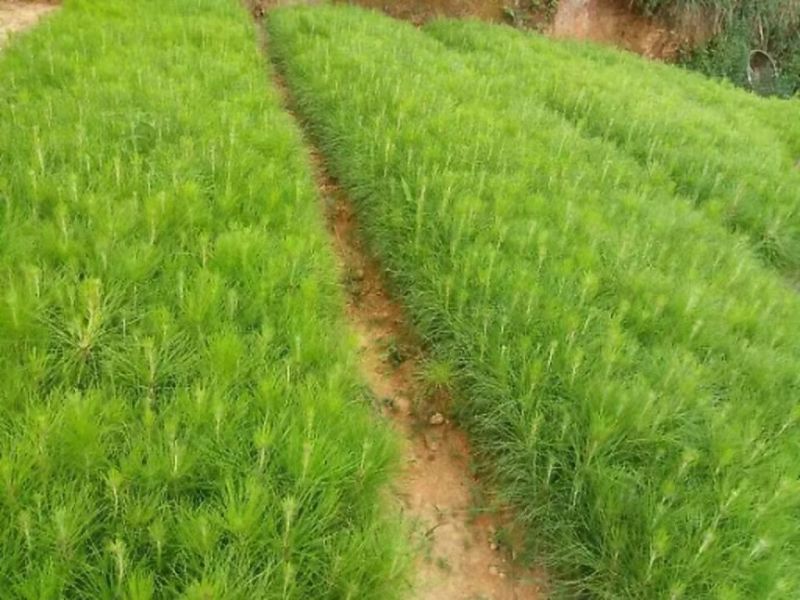 松树苗盆景造林都可以自家苗木种植货品保质保量