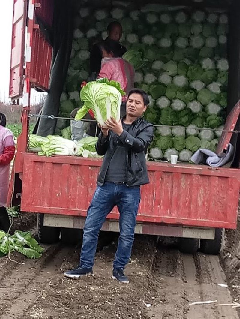青杂三号白菜净菜4~6斤