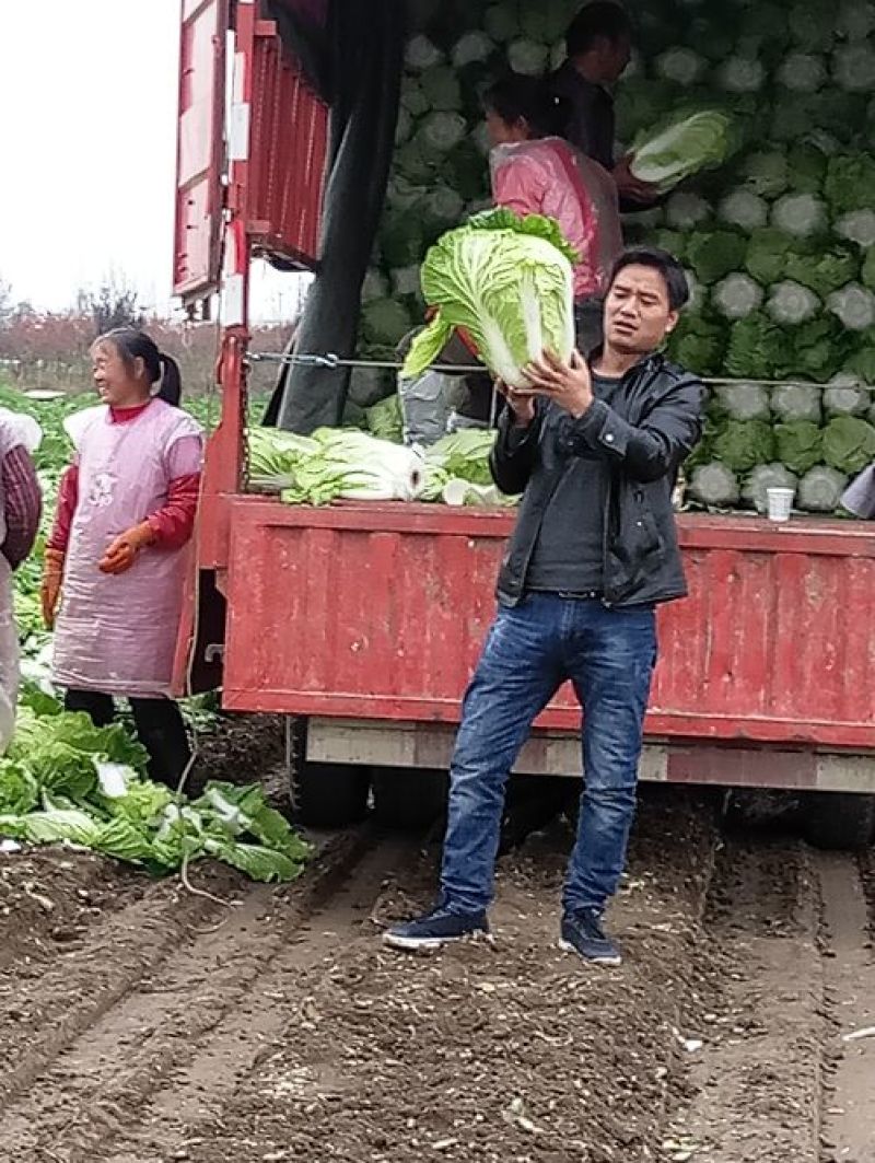 青杂三号白菜净菜4~6斤