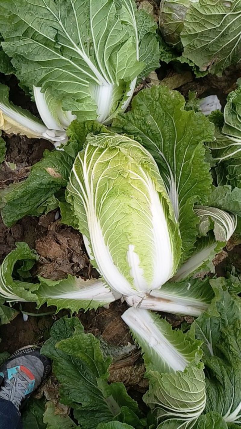 青杂三号白菜净菜4~6斤