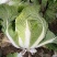 青杂三号白菜净菜4~6斤