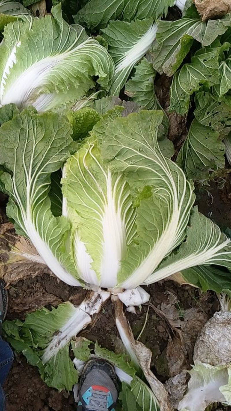 青杂三号白菜净菜4~6斤