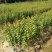 酸梅树苗1年嫁接苗正品自家苗木种植量大价优