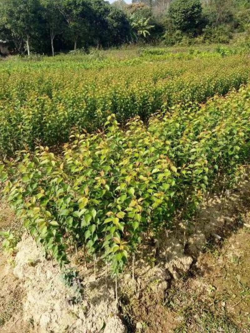 酸梅树苗1年嫁接苗正品自家苗木种植量大价优