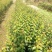 酸梅树苗1年嫁接苗正品自家苗木种植量大价优