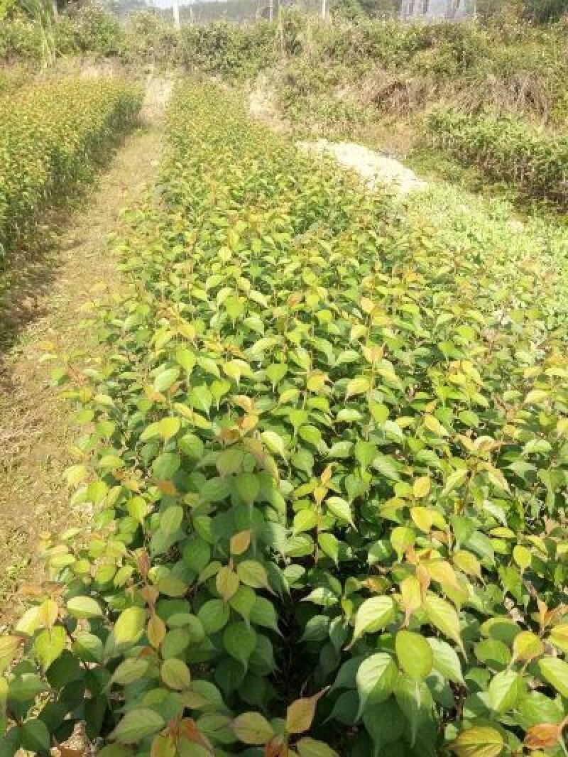 酸梅树苗1年嫁接苗正品自家苗木种植量大价优