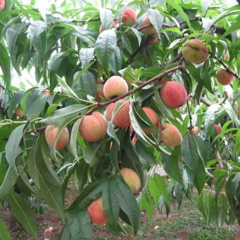 水蜜桃树苗50~70cm结果大质量好欢迎前来咨询