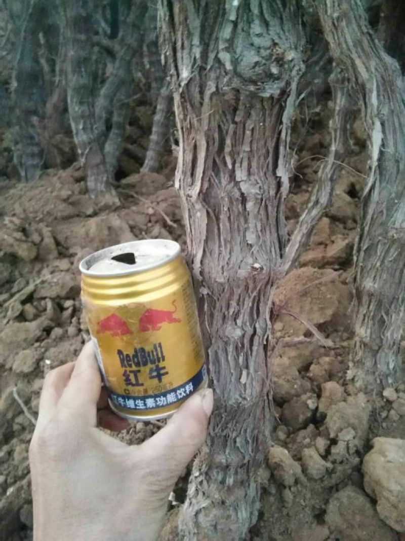 山东品质树苗占地葡萄树规格齐全