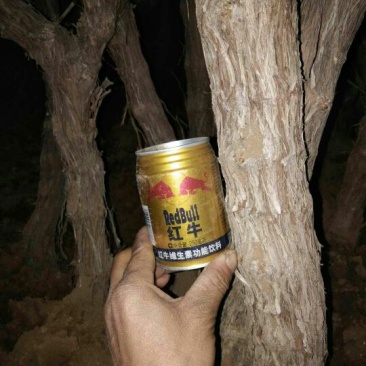 山东品质树苗占地葡萄树规格齐全