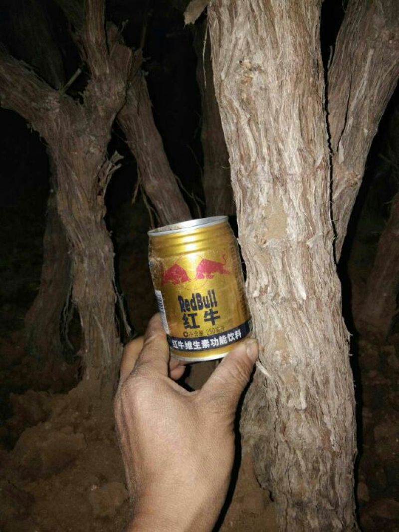 山东品质树苗占地葡萄树规格齐全