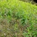 水蜜桃树苗50~70cm结果大质量好欢迎前来咨询