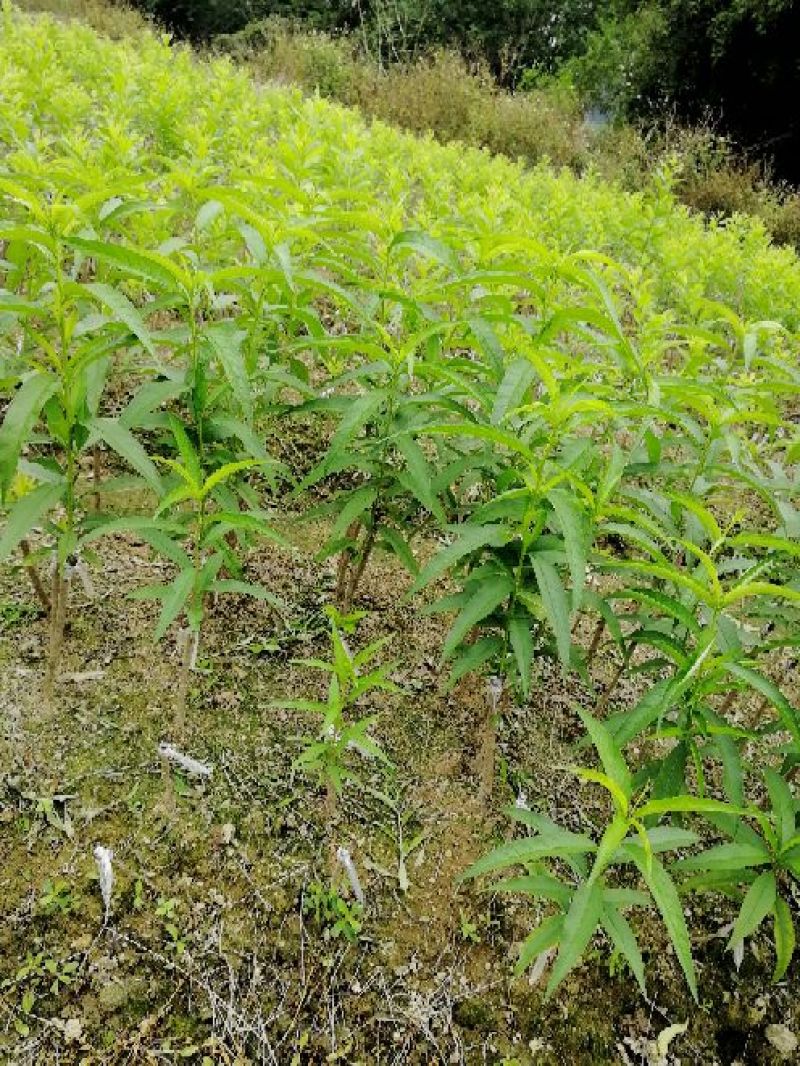水蜜桃树苗50~70cm结果大质量好欢迎前来咨询