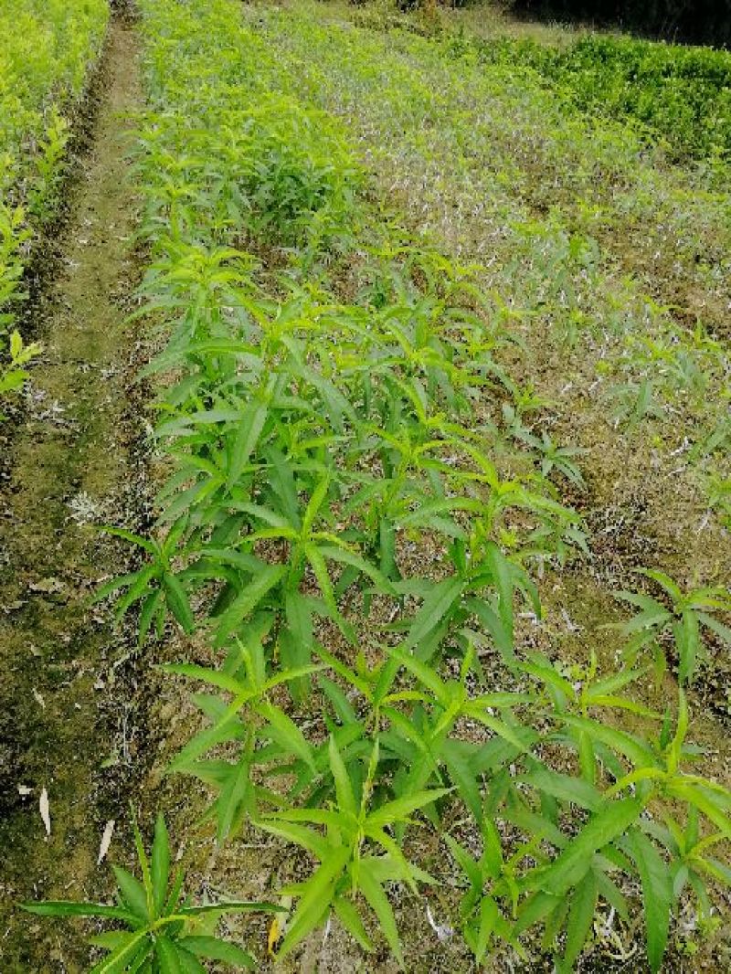 水蜜桃树苗50~70cm结果大质量好欢迎前来咨询