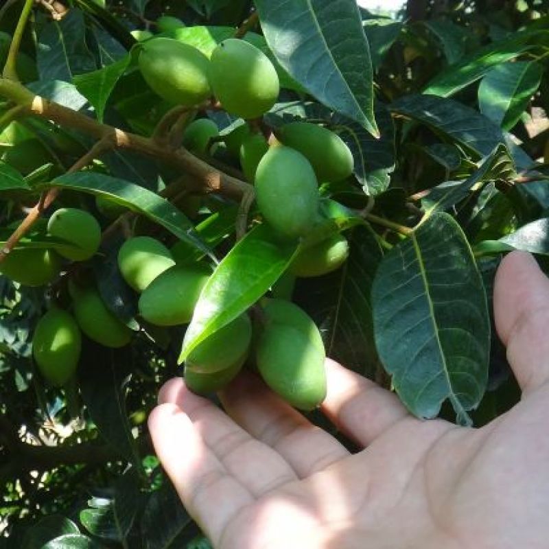 橄榄树苗正品嫁接苗丰产自家苗木基地种植量大价优