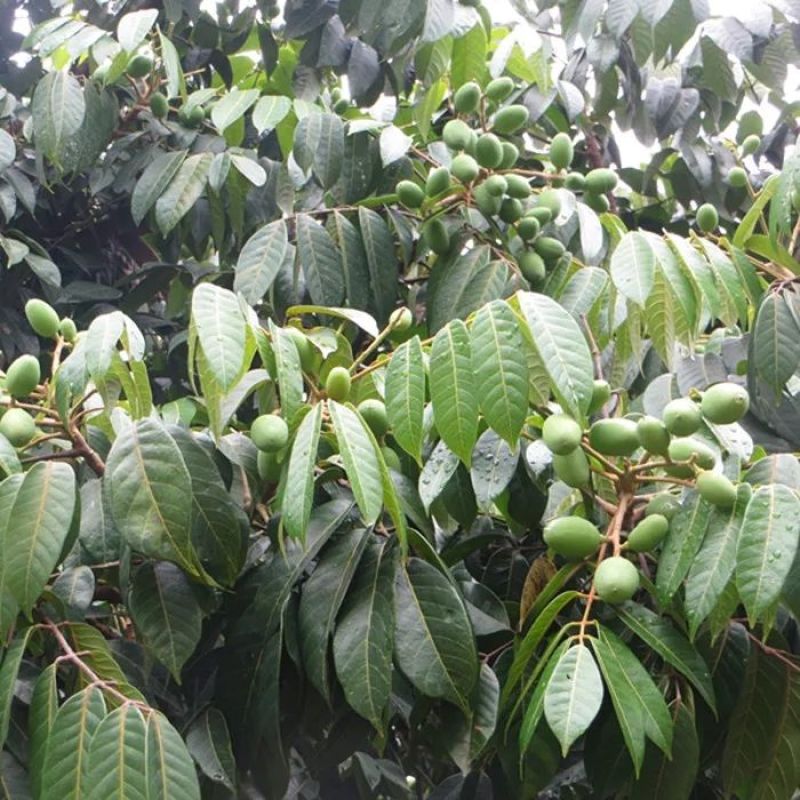 橄榄树苗正品嫁接苗丰产自家苗木基地种植量大价优