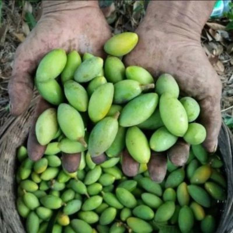 橄榄树苗正品嫁接苗丰产自家苗木基地种植量大价优