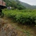 橄榄树苗正品嫁接苗丰产自家苗木基地种植量大价优