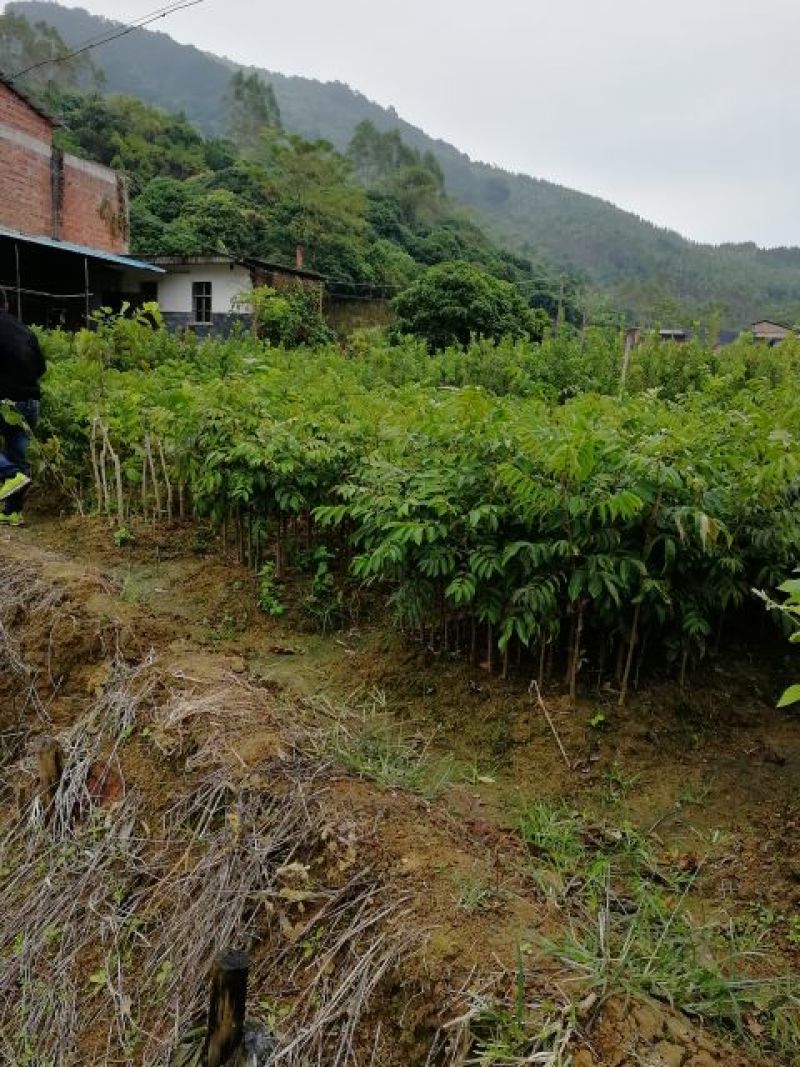 橄榄树苗正品嫁接苗丰产自家苗木基地种植量大价优