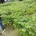 橄榄树苗正品嫁接苗丰产自家苗木基地种植量大价优
