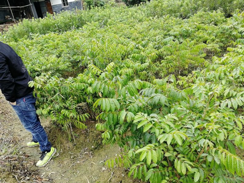 橄榄树苗正品嫁接苗丰产自家苗木基地种植量大价优