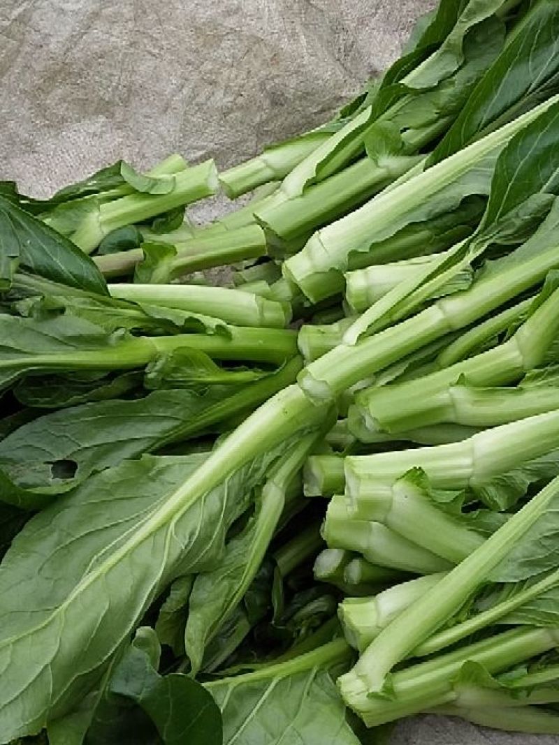 菜苔20~30cm