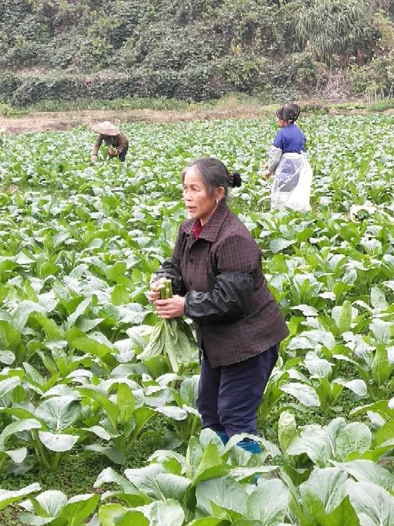 菜苔20~30cm